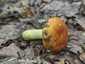 Aranyos galambgomba (Russula aurea), Mátra